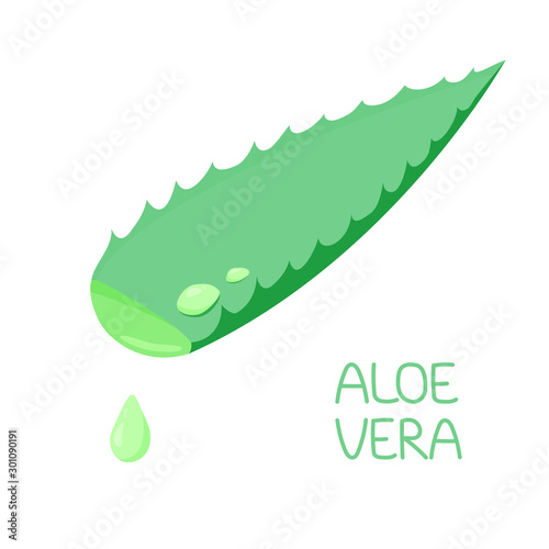 illustration leaf aloe vera plants with drops of aloe juice, water. flat style. traditional medicine, medicinal plant. for design, cosmetology, skin care. vector