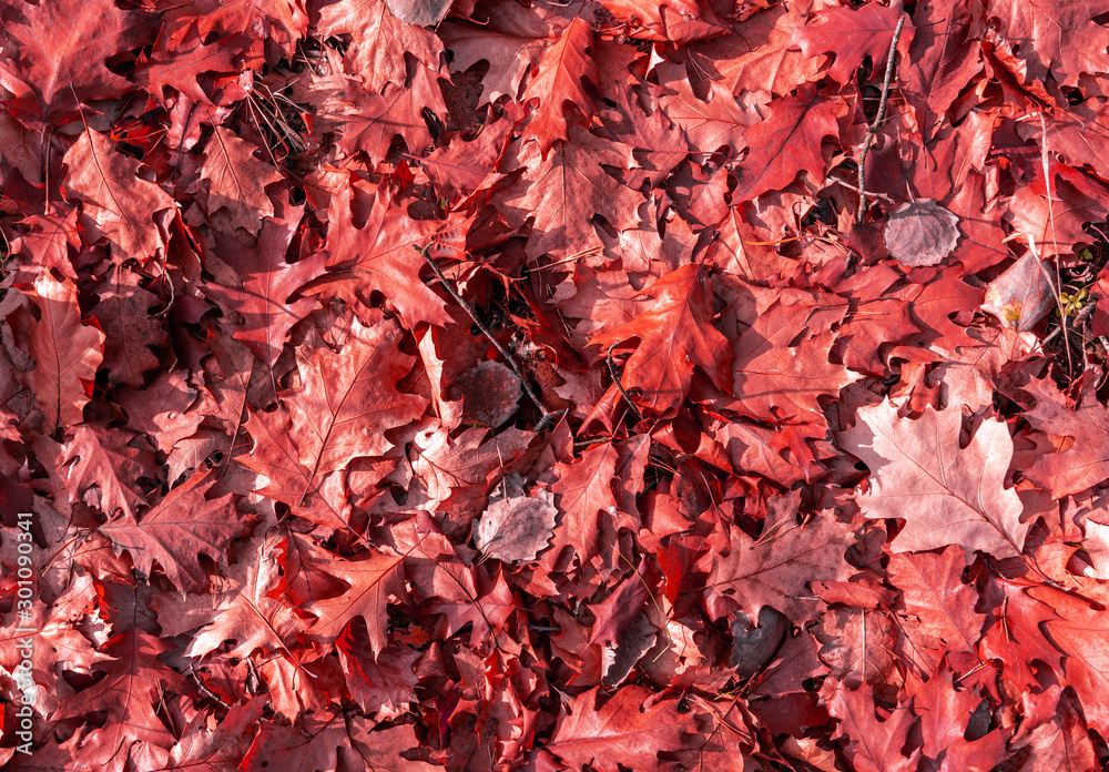 Fallen oak leaves are covered with a rustling carpet. Autumn colors. Texture. Background. Fallen oak leaves are covered with a rustling carpet. Autumn colors. Texture. Background.
