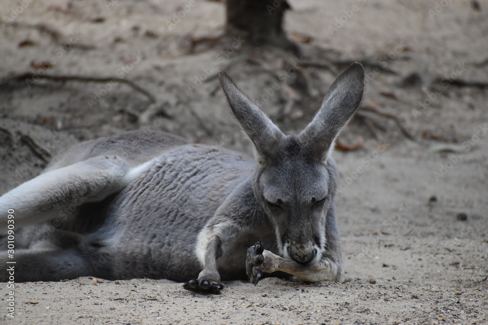 Kangaroo Kangaroo