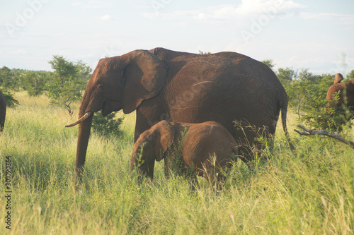 elephant and calf in south Africa