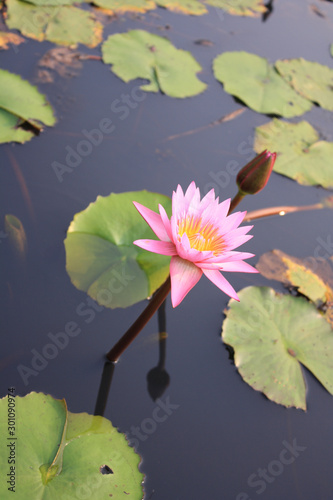  Lotus flowers in the colorful lake