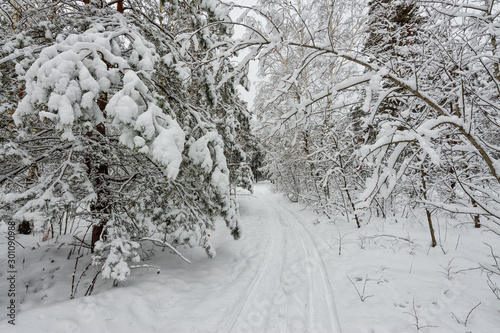 Winter. Snow-covered forest. Branches bend from a lot of snow. Beautiful winter landscape.