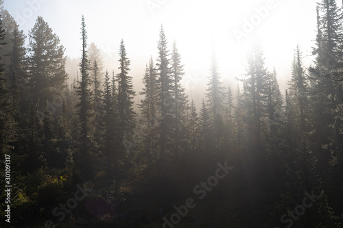 rays of the evening sun breaking through the clouds and fog to the meadow of coniferous forests in mountains