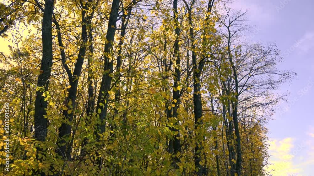 4k video of beautiful yellow autumn or fall forest with trees leafs and branches. Nature outdoor environment 4k video of beautiful yellow autumn or fall forest with trees leafs and branches. Nature outdoor environment