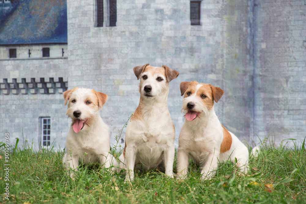 Three jack russell terrier puppies are sitting on the green grass against the background of a stone wall of an castle.