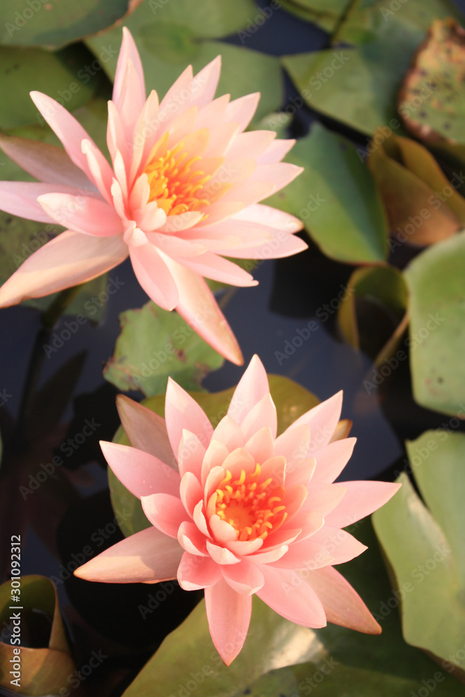  Lotus flowers in the colorful lake