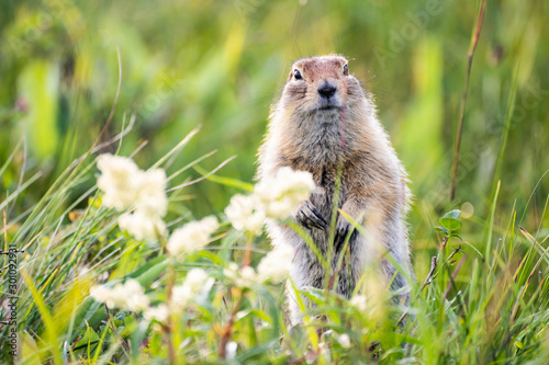 funny groundhog with fluffy fur photo