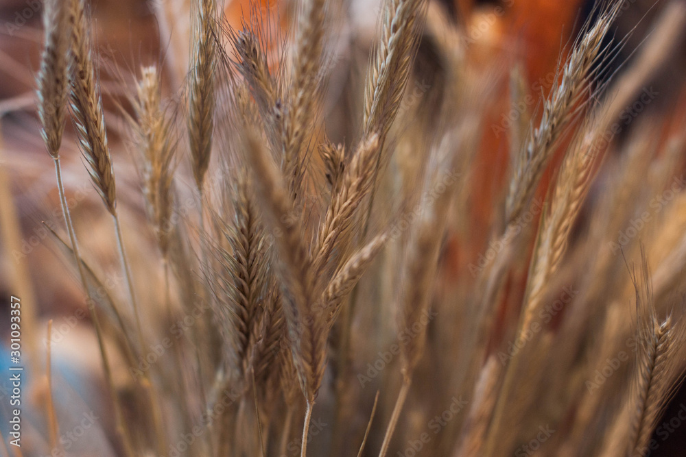 Fototapeta premium Dry spikelets on orange background