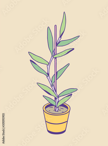 Hand drawn houseplant isolated on a white background. Vector illustration for creative design of posters  cards  banners  invitations  etc.