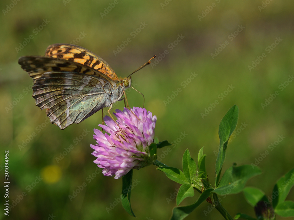 Obraz premium butterfly on lucerne flower