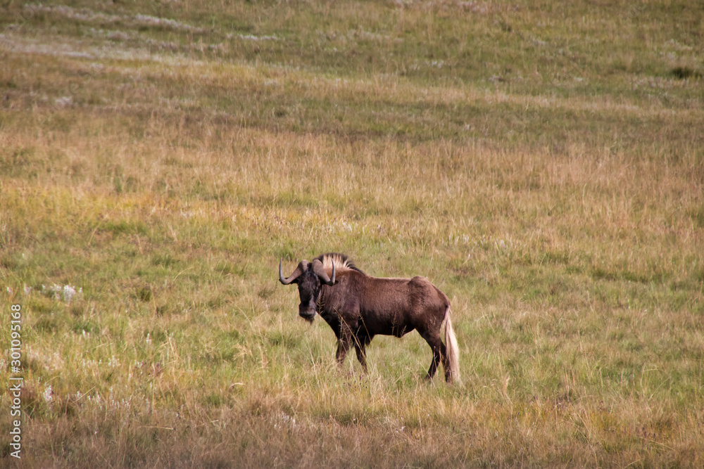 buffalo in field in South Africa buffalo in field in South Africa