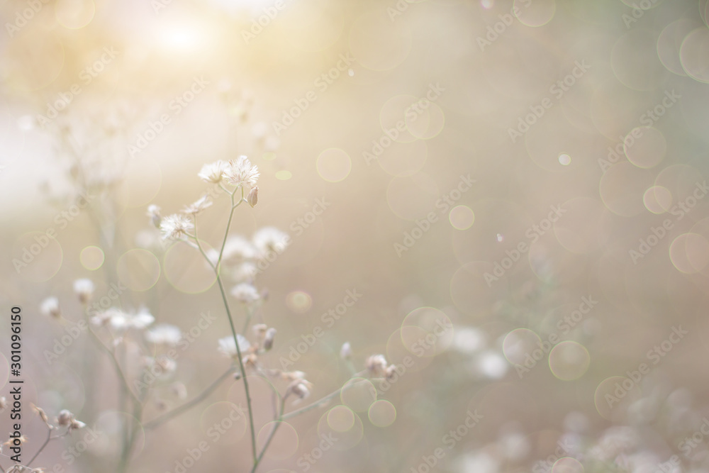 Fototapeta premium Forest flowers grass meadow with wild grasses,Macro image with small depth of field,Blur background