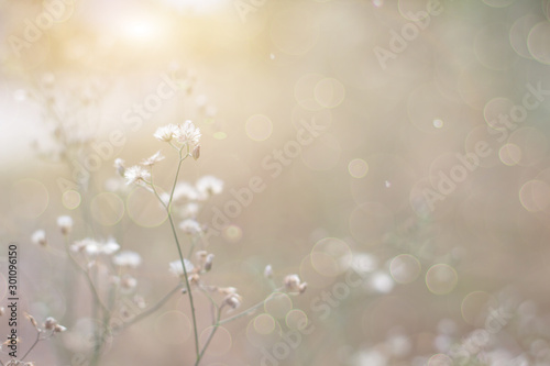 Forest flowers grass meadow with wild grasses,Macro image with small depth of field,Blur background