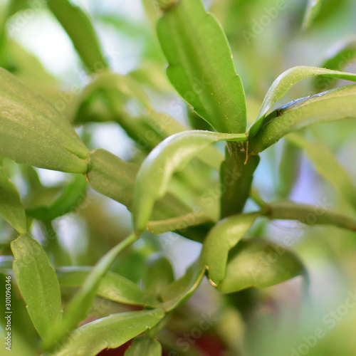 green leafs of schlumbergera