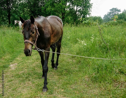 horse on a leash grazing in a meadow © Natalia
