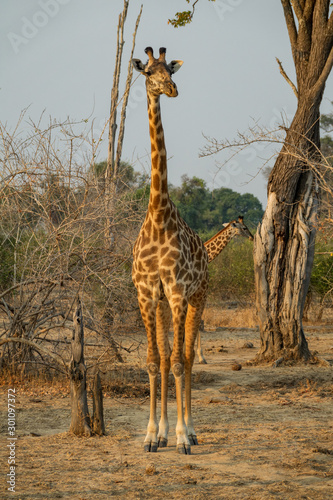 Front view of giraffe in game drive
