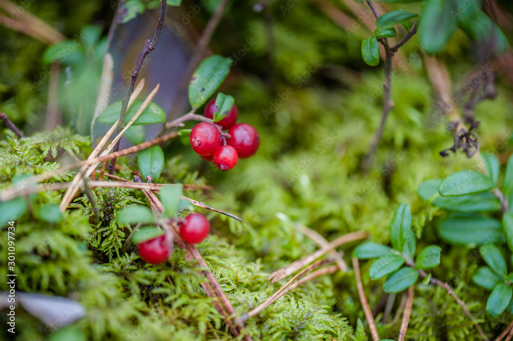 Obraz premium Red cowberries with leaves in forest. Nature background. Ripe red lingonberry, or cowberry grows in pine forest with moss background. Shallow depth of field.