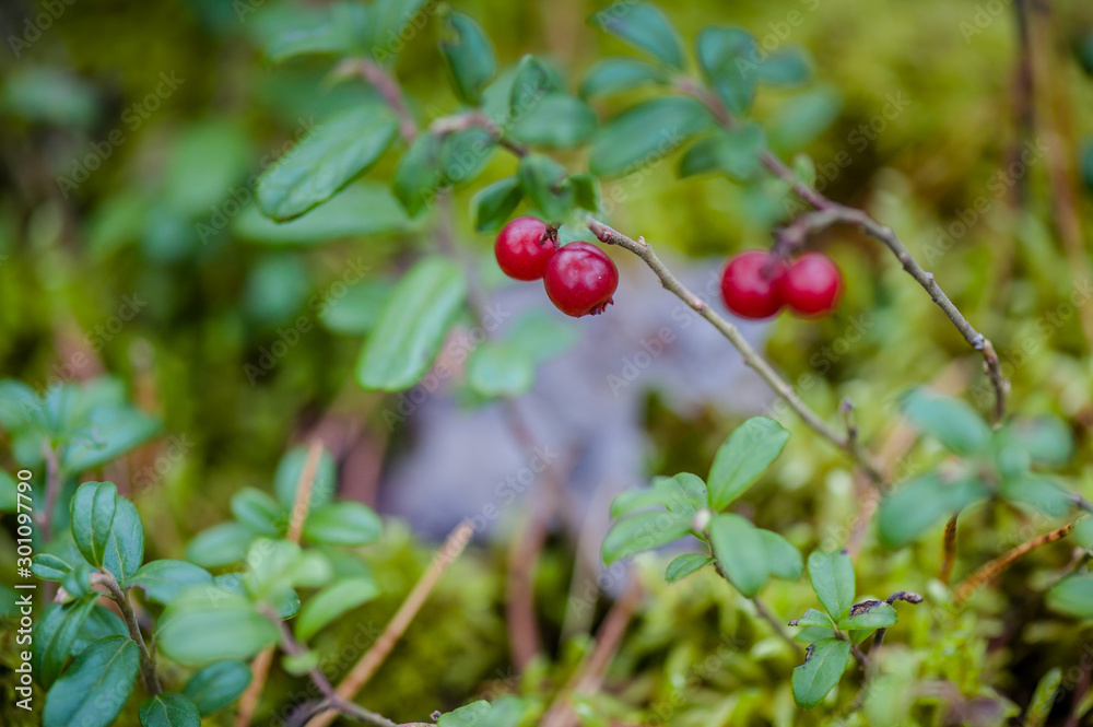Red cowberries with leaves in forest. Nature background. Ripe red lingonberry, or cowberry grows in pine forest with moss background. Shallow depth of field. Red cowberries with leaves in forest. Nature background. Ripe red lingonberry, or cowberry grows in pine forest with moss background. Shallow depth of field.