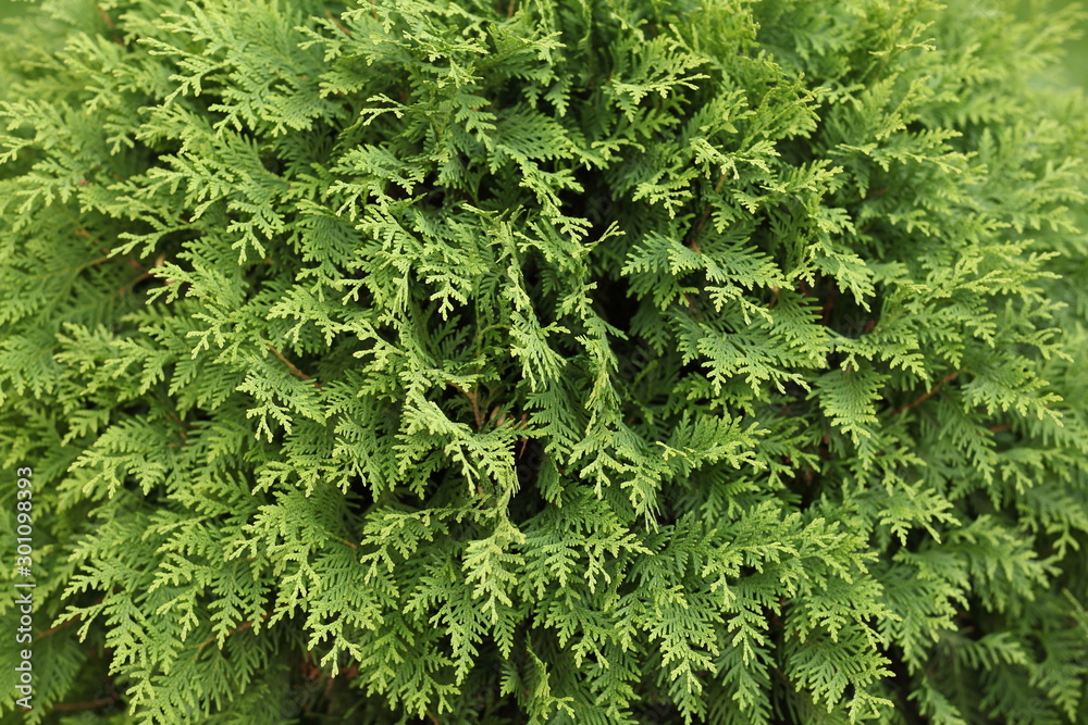 Fototapeta premium Green Bush