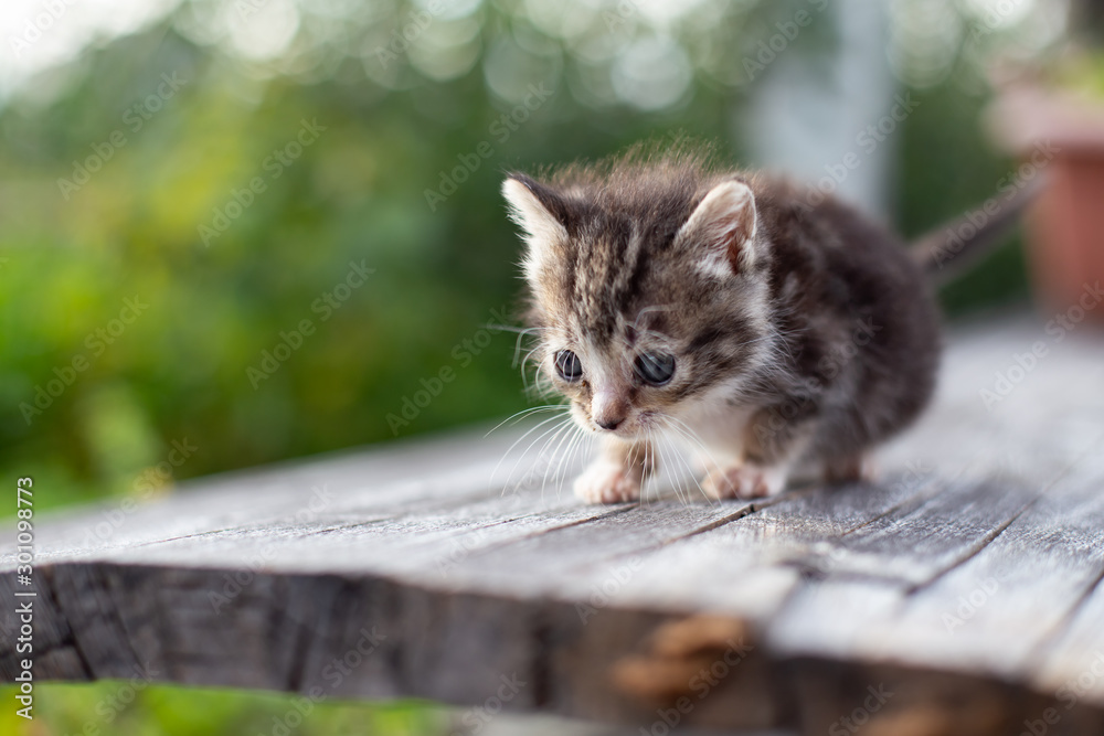 Obraz premium kitty cat walking