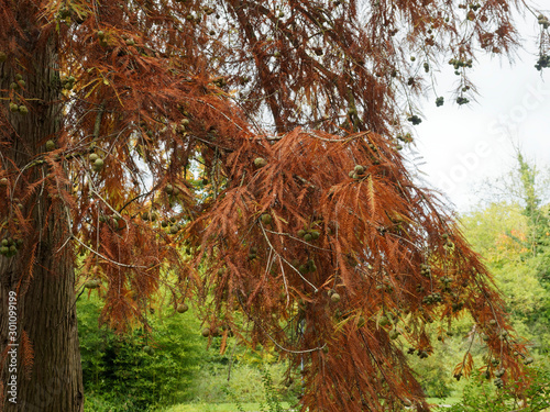 Metasequoia glyptostroboides | Dawn redwood decidous tree shedding its leaves in the fall photo