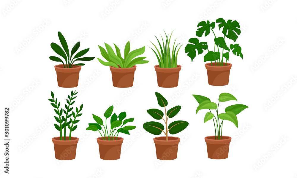 Eight Green Home Plants In Pots Vector Illustration Set Eight Green Home Plants In Pots Vector Illustration Set
