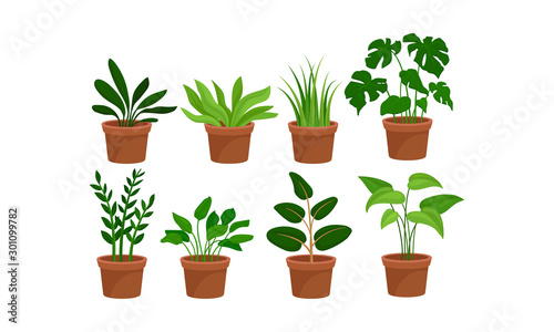 Eight Green Home Plants In Pots Vector Illustration Set