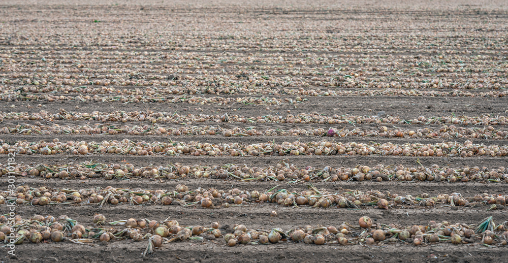 Harvested onions drying on the field Harvested onions drying on the field