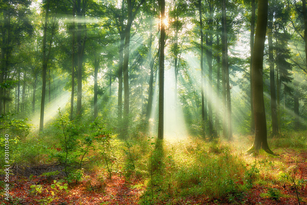 Fototapeta premium Beautiful morning in the forest