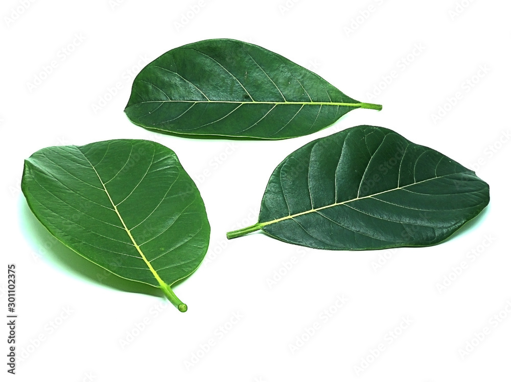 Obraz premium Jackfruit leaves on the White Blackground