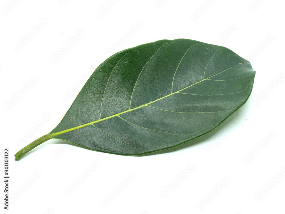 Jackfruit leaves on the White Blackground Jackfruit leaves on the White Blackground