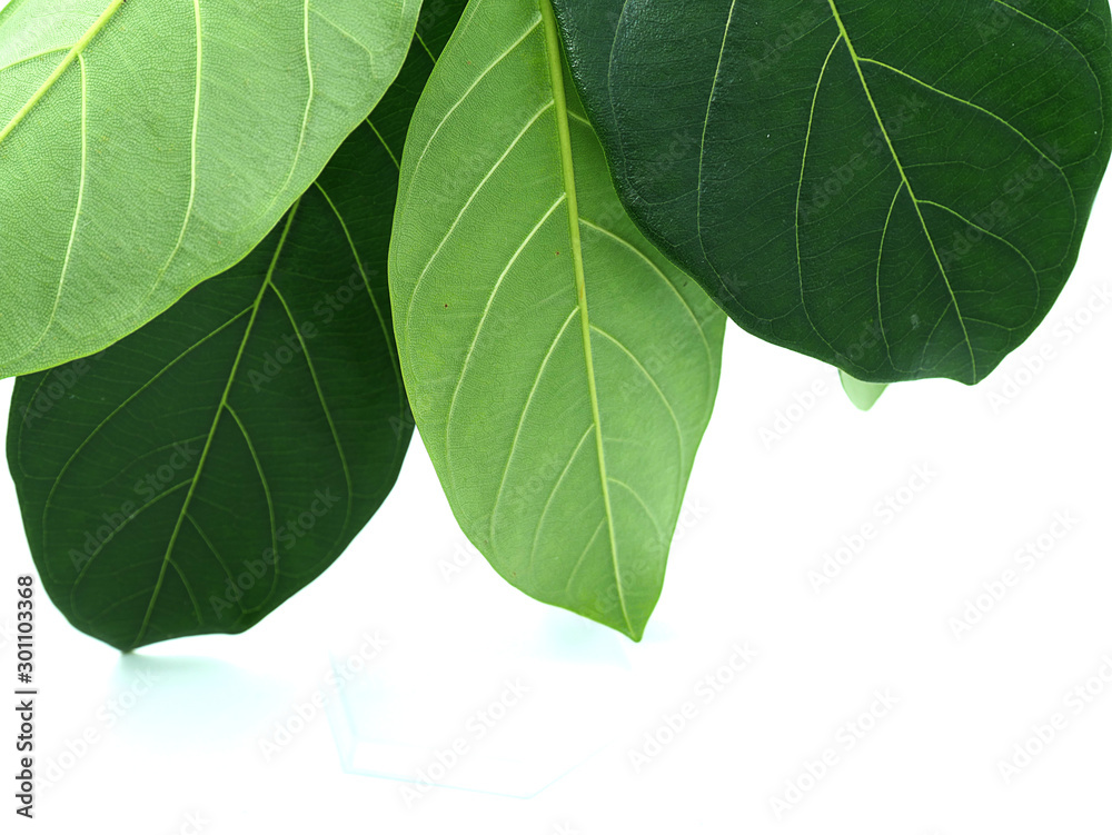 Jackfruit leaves on the White Blackground Jackfruit leaves on the White Blackground