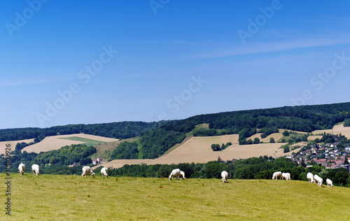 Cows on the hills of the Vexin regional nature park