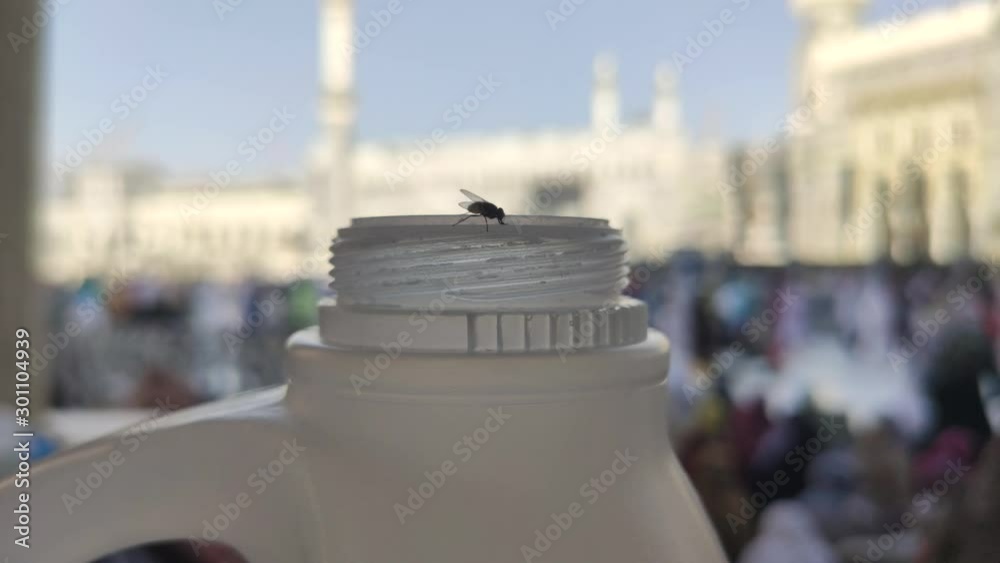 Fly Moving Close-up of a fly/housefly on top of a milk can, moving its legs with ...