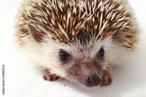  african pygmy hedgehog isolated on white background photo