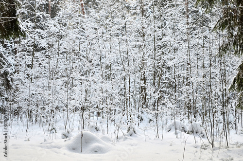 Awesome winter landscape. A snow-covered path among the trees in the wild forest. Winter forest. Forest in the snow.