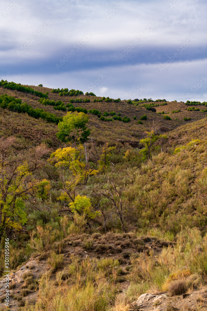 Landscape and trees in Tices (Almeria)