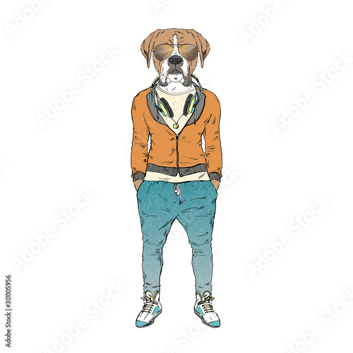 Humanized boxer breed dog dressed up in modern city outfits. Design for dogs lovers. Fashion anthropomorphic doggy illustration. Animal wear hoodie, jogging pants, headphones and sunglasses. Hand