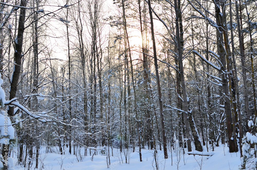 Awesome winter landscape. A snow-covered path among the trees in the wild forest. Winter forest. Forest in the snow. Awesome winter landscape. A snow-covered path among the trees in the wild forest. Winter forest. Forest in the snow.