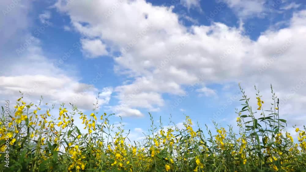 Landscape with a field of blooming yellow rape plants in spring under blue sky Landscape with a field of blooming yellow rape plants in spring under blue sky