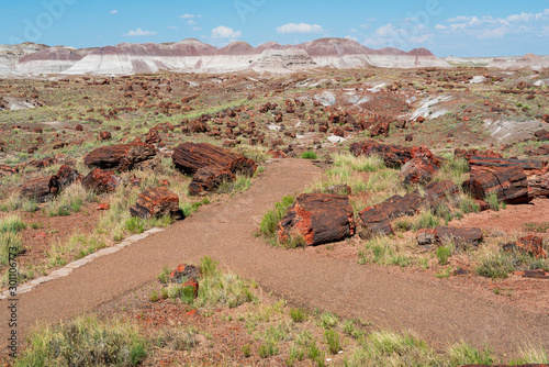 Logs at Petrified Forest National Park photo