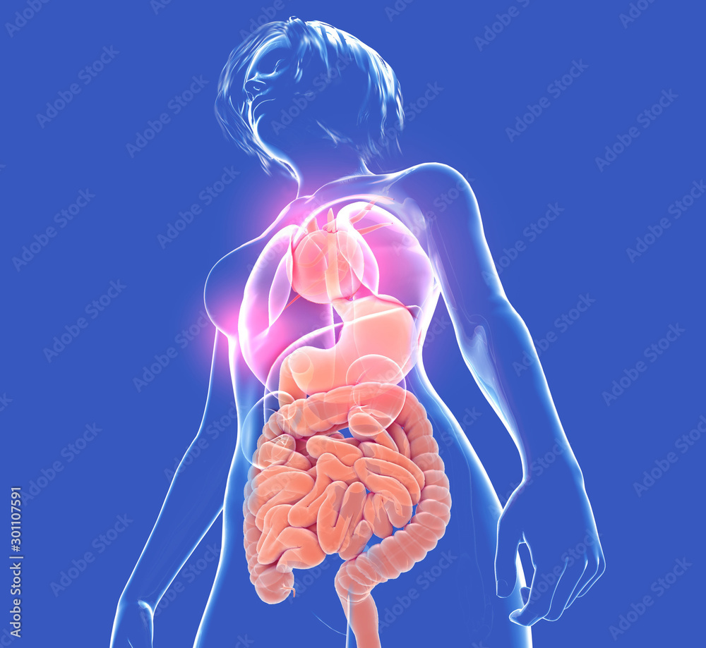 Anatomical 3d Illustration Of The Human Body Of Woman View From Below anatomical-3d-illustration-of-the-human-body-of-woman-view-from-below