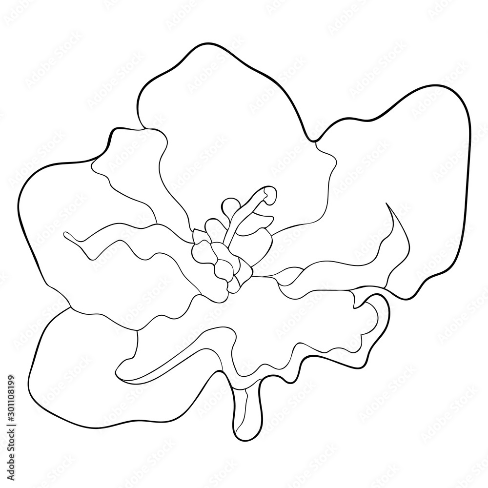 the Violet flower of pansies. illustration the Violet flower of pansies. illustration