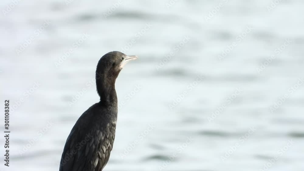 Little cormorant catching on beams of wood after prowl all the day, Water wave background. Little cormorant catching on beams of wood after prowl all the day, Water wave background.