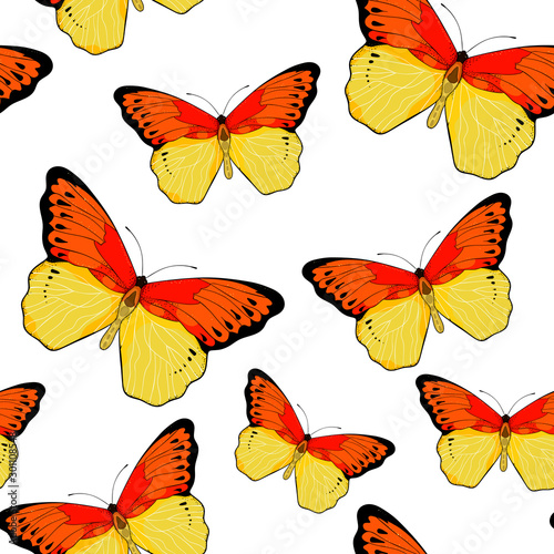  seamless pattern Indonesia exotic Butterfly Hebomoia Leucippa. vector illustration photo