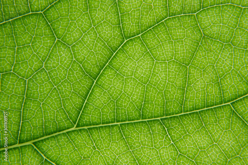 Macro shot of green leaf texture