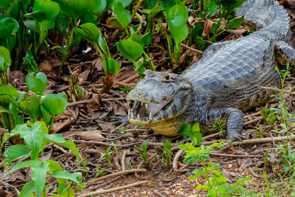 Caiman yacare lying on ground in bushes with open mouth, facing camera, Pantanal Wetlands, Mato Grosso, Brazil Caiman yacare lying on ground in bushes with open mouth, facing camera, Pantanal Wetlands, Mato Grosso, Brazil