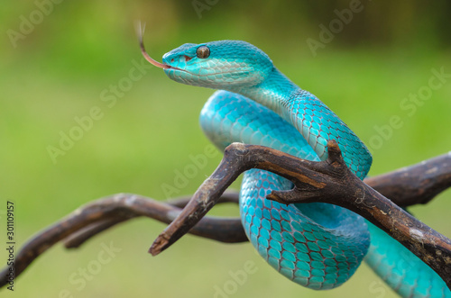 lizard on tree