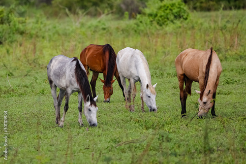 Four different colored horses grazing on a lush green meadow in the Pantanal Wetlands  Mato Grosso  Brazil