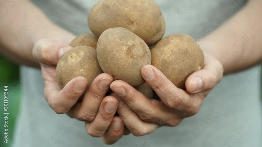 Close up of farmer's male hands with potato tubers. Man's hands show harvested crop on camera. Fresh organic vegetables concept. Close up of farmer's male hands with potato tubers. Man's hands show harvested crop on camera. Fresh organic vegetables concept.